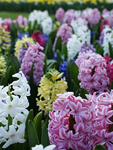 Mixed Hyacinth Bulbs (Prepared) - 10 Bulbs