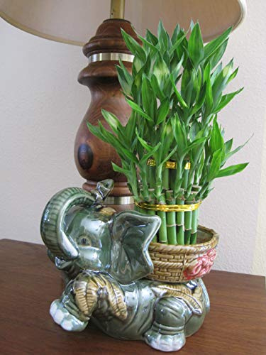 Jumbo Size Elephant Ceramic Vase with 3 Tier 4 6 8 Quality Lucky Bamboo Plant