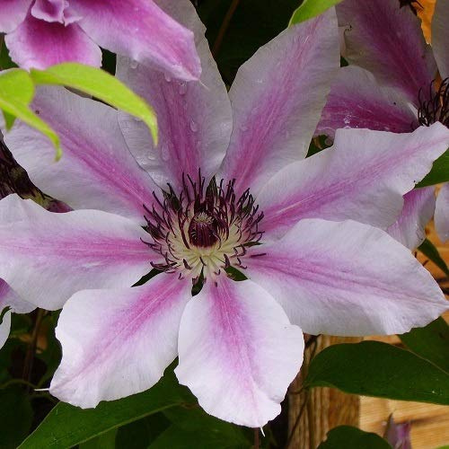 Klematis Nelly Moser (Clematis) - Klätterväxt - Rosa, perenn & härdig - 1,5 liters kruka