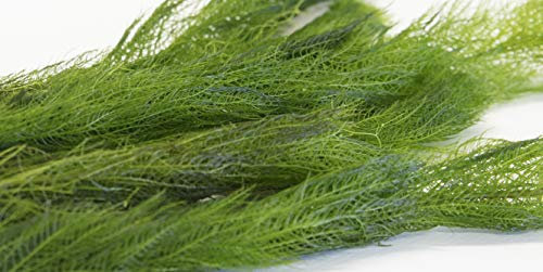 Lincolnshire Pond Plants Ltd - Milfoil Oxygenating Pond Plant (1 Bunch)