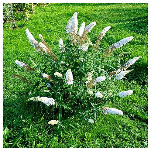 Buddleia davidii 'White Profusion' in 2L Pot Buddleja Butterfly Bush 3fatpigs®