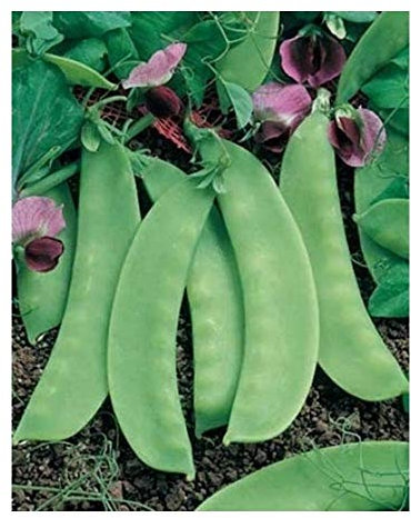 PREMIER SEEDS DIRECT - Pea - Mange TOUTS - CAROUBY DE MUASANNE - 250 Seeds