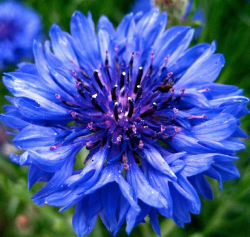 Earthcare Seeds Cornflower Tall Blue Heirloom Bachelors Button 1000 Seeds Centaurea Cyanus