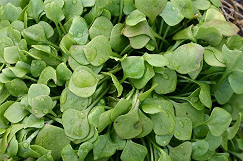 Just Seed - Salad Purslane - Claytonia perfoliata - Winter Miners Lettuce - 2500 Seeds