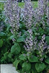 Just Seed - Herb - Clary Sage - Salvia sclarea - 200 Seeds
