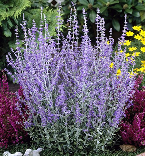Perovskia 'Blue Spire' / Russian Sage in 2L Pot, Violet-Blue Flowers 3fatpigs®
