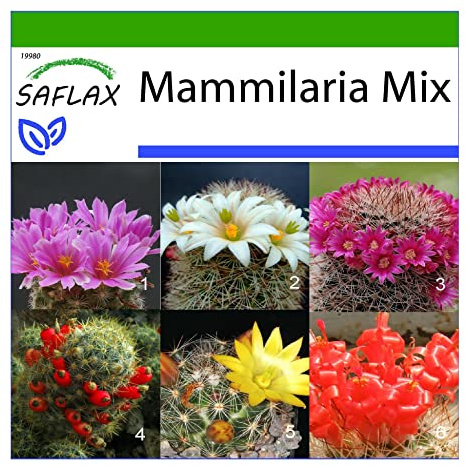 SAFLAX - Kaktusar - Mammilaria Mix - 40 Frön - Med pottsubstrat för bättre odling - Mammilaria Mix