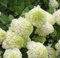 Promozione! 20pcs / bag di semi Ortensia, Hydrangea paniculata 'Vaniglia Fraise', rari semi di fiori bonsai ortensie, piante in vaso per il giardino di casa - Arcis Nuove