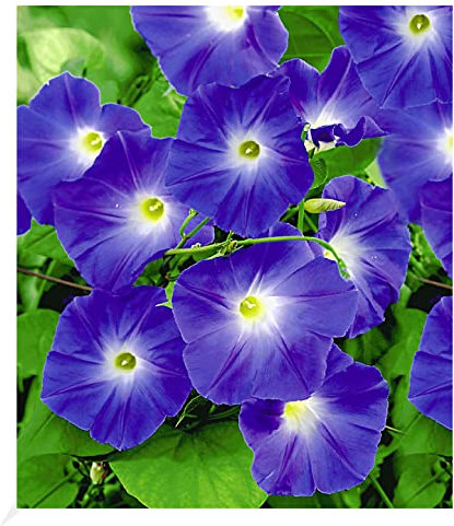 BALDUR Garten Trichterwinde 'Blue Hardy', 1 Pflanze, Ipomoea indica, Kletterpflanze winterhart Prunkwinde, Wasserbedarf gering, blühen den ganzen Sommer