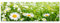 PANORAMA BILD 150x50cm (Wiese Blumen Frühling Feld) ART PRINT Wandbilder Bilder EXKLUSIVES Fotowandbild auf Leinwand und Keilrahmen Bild Leinwandbild Fotodruck modern Zeitlos Stilvoll wie ein Gemälde