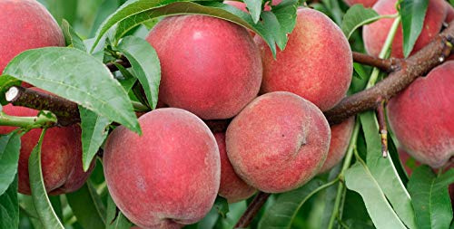 Red Haven Dwarf Peach Tree, Healthy Trees - Bare Root - 1 Each