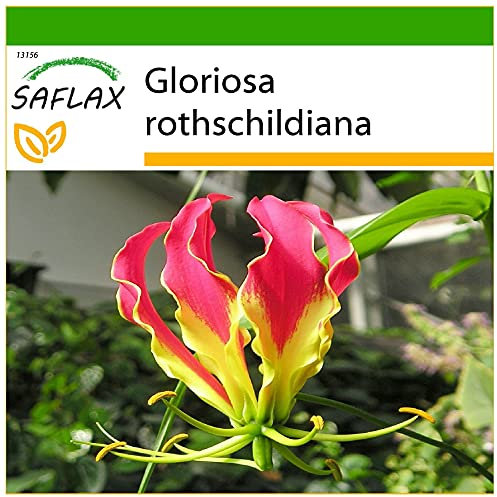 SAFLAX - Glorioso lirio - 15 semillas - Con sustrato estéril para cultivo - Gloriosa rothschildiana