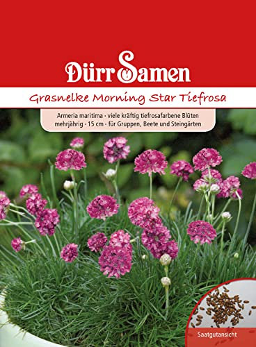 Dürr-Samen - Grasnelke Morning Star gelb mit Auge zweijährig 20 cm Saatgut