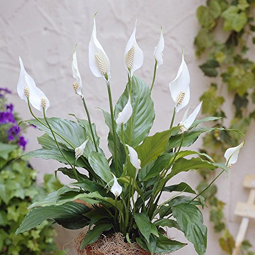 Spathiphyllum Chopin Peace Lily - 5 plants