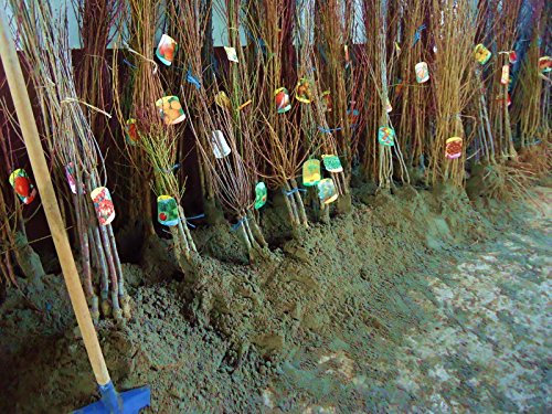 Ciliegia Giorgia Pianta a radice nuda Varietà Ciliegia Giorgia - 1 Pianta