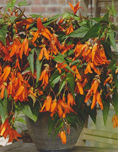 Bauernbegonie Begonia Bertini Santa Cruz Knollenbegonien Blumenzwiebeln Neu (3 Zwiebeln)