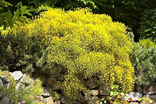Genista pilosa 'Vancouver Gold' 15–20 cm – Winterhart, Mehrjährig, Pflegeleicht – Niederliegender Ginster – Bodendecker für Steingarten & Beet