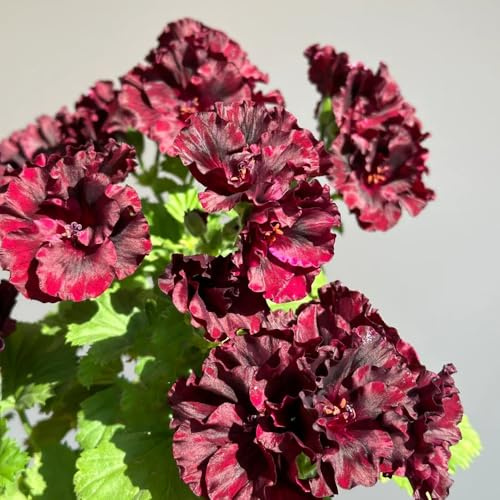 semillas de geranio en resistentes al aire libre geranios pelargonios colgantes de perennes de cortadas 55pcs