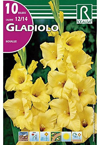 BULBO GLADIOLO NOVALUX AMARILLO - 10 UD.…