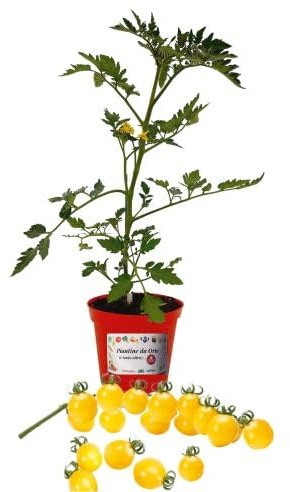 P. Piantine da Orto | Pomodoro Ciliegino Giallo Innestato, Vaso da 14 cm, Pianta Pronta per il Trapianto, Pianta Vera da Orto, da Balcone e da Esterno, Vivaio Italiano