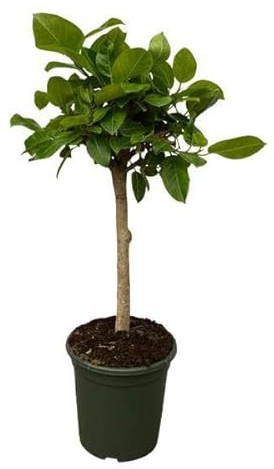 Ficus Altissimo variegata – 150 cm – Ø 33 cm