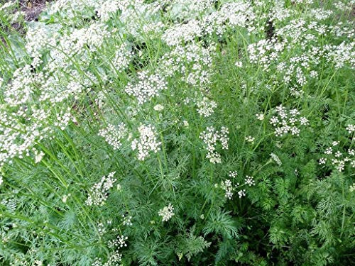 100+ Cumin Seeds, Non-GMO, Delicious Seeds, Great On Any Dish!