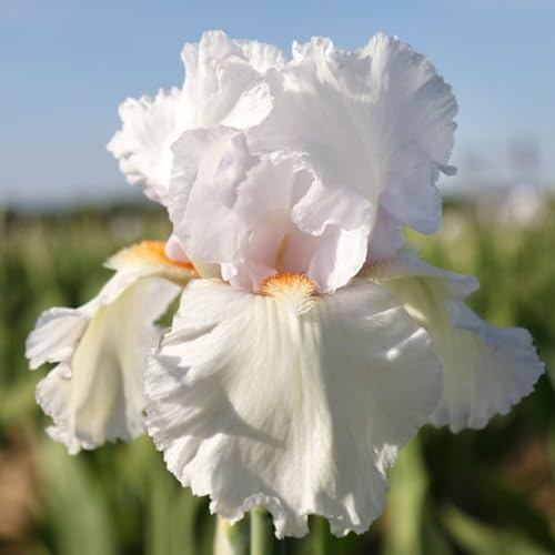 Rizomi di iris- Piantagione di iris- Crescita Rapida- Abbellimento- Iris perenne- Forte Magnifico Resistente-6 rizomi-f