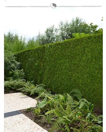 Lebensbaum Thuja Brabant 200-225 cm. 5 Thuja Pflanzen. Sichtschutz Hecke