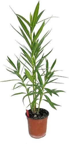 Oleandro Natural (Nerium Oleander) Árbol para Decorar el Jardín o la Terraza
