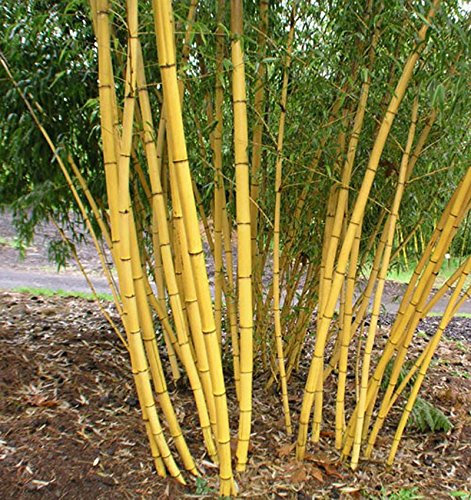 50 Riesen-Bambushalbbambus RARA Moso Nero Bambus-Halbbambus-Bambus-Set, professionelles Bambus-Halbbambus Lako Albero für den Hausgarten, blauer Himmel