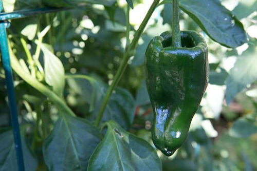 50 Samen Bio Pasilla Ancho Poblano Pfeffer, Chile relleno verde Chili-Samen