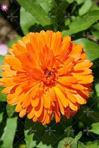 100 pcs calendula Graines Graines De belles fleurs vivaces Bonsai plantes pour jardin facile à cultiver 2