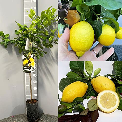 SAVINI VIVAI Limonero, cítricos, algarrobo, limón en fitocélula, altura 100-120 cm injertado durante 1 año, fabricado en Italia