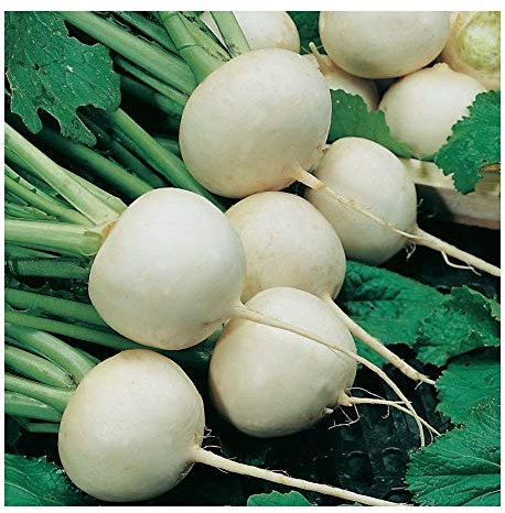 PREMIER SEEDS DIRECT - ORGANIC TURNIP - SNOWBALL -7 grams
