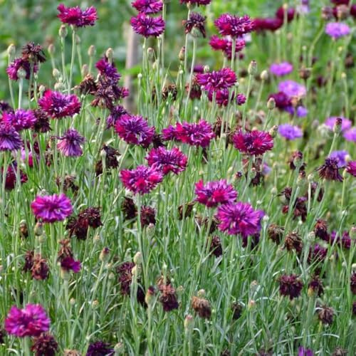 600 piezas semillas de aciano organicas sostenibles semillas de cobertura del suelo resistentes, las jardín rocas son resistentes