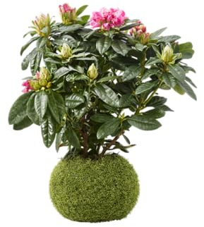 Kokedama Natural de Rododendro Azalea | Planta Viva Interior Decorativa DECOALIVE