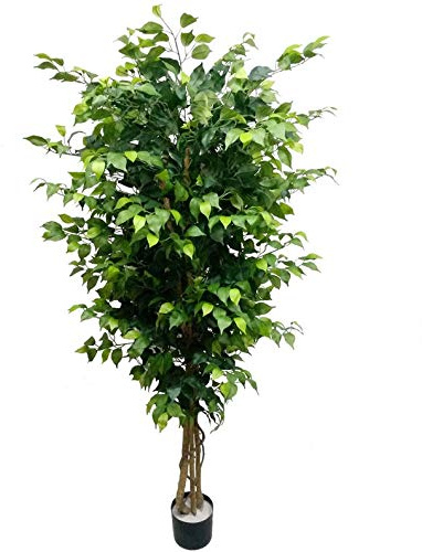 Floral Home 6ft Ficus Tree, Green, Artificial, UV Resistant, 1528 Total Leaves, Arrives in Black Resin Pot (AWF1619XX)