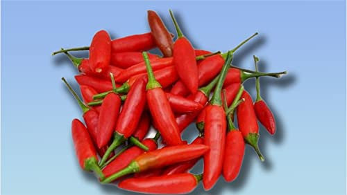 Planète graines - graines de PIMENT FORT OISEAUX - 50 GRAINES - 0,175 GRAMMES - PEPPER HOT BIRD EYE ITALICO