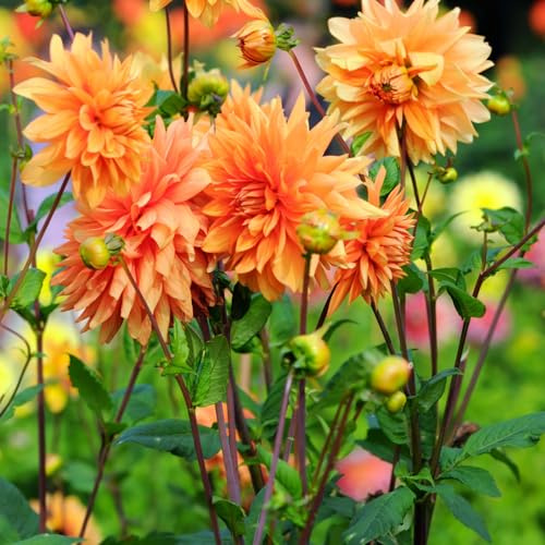 Votaniki Motto Decorative Dahlia - Orange Color & Large Bloom, Perennial Motto Dahlia Tubers for Planting | Summer Flowering Bulbs - Easy to Grow Dahlia (1 Pack)