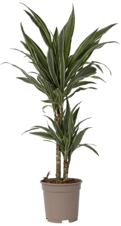 Plant in a Box - Dracaena deremensis 'Warneckei' - Pianta d'appartamento - Vaso 17 cm - Altezza 60-70 cm