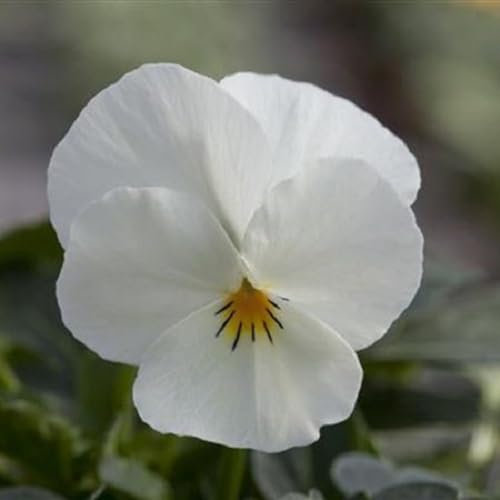 Helza Stiefmütterchen Twix Cream, Creme, Holländische Veilchen, 200 stück, Blumensamen für Garten und Balkon, Pflanzensamen, Saatgut von Kulturpflanzen