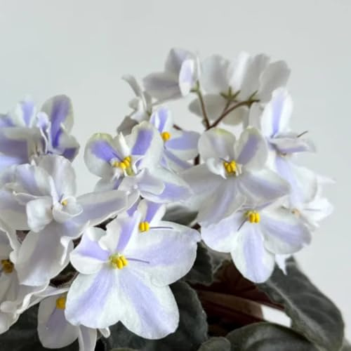 usambaraveilchen - zimmerbonsai gartenpflanzen indoor alte sorten exotische zimmerpflanzen bodendecker stauden topfpflanzen deko büro schnittblumen garten hochbeet zimmerpflanze 150samen