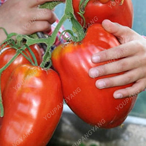 200Seeds 100% auténticos Semillas gigante Sames Graines de tomates frescos en raras Bonsai para jardín Plantación de envío púrpura