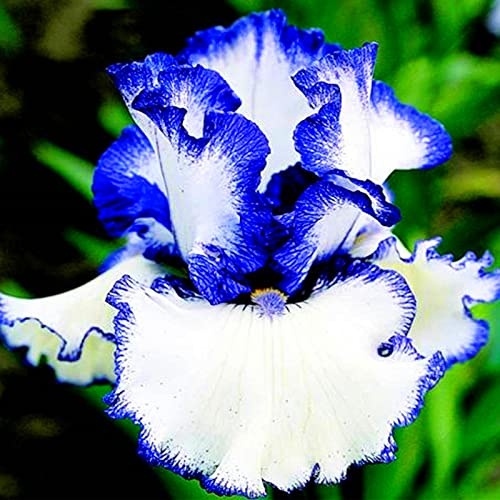 Naturales Bulbos, Iris Reticulata, Iris Bulbos, Cultivos De Colores Brillantes, Germanica Bulbos, PlantacióN Principiante Resistente Al FríO, 4bulbos-C