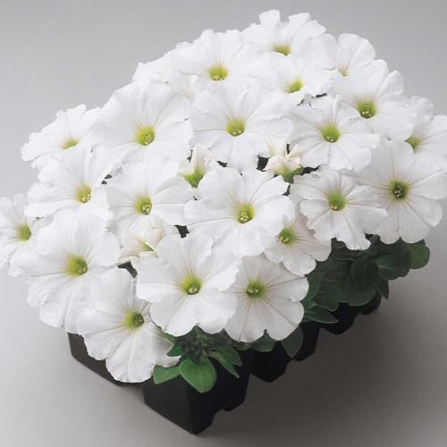 Madness Series Petunia White ~25 Seeds – Petunia x hybrida – Pelleted Annual Flower – 10–15 Mounded Plants – 3 Blooms in 20+ Colors – Easy to Grow – 98–105 Days – Non-GMO