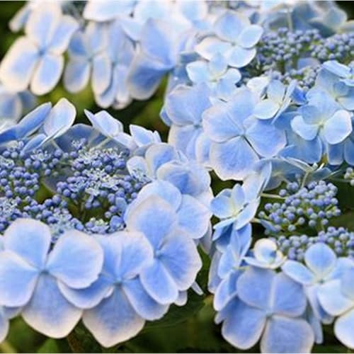 Bulbi di Hydrangea,bulbi Di Ortensia Blu,piante erbacee perenni,Ambiente paesaggistico,attraenti,decorazione del giardino,Hydrangea Bulbs(Senza semi,non artificiali,resistenti)-2bulbi-B