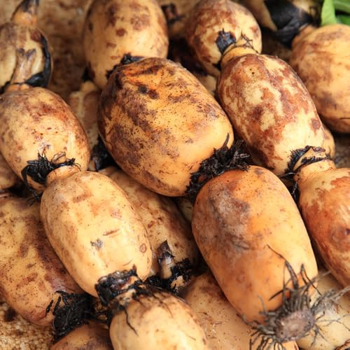 semillas de raíz de loto en al aire libre resistentes jardín perennes invierno para 1pcs