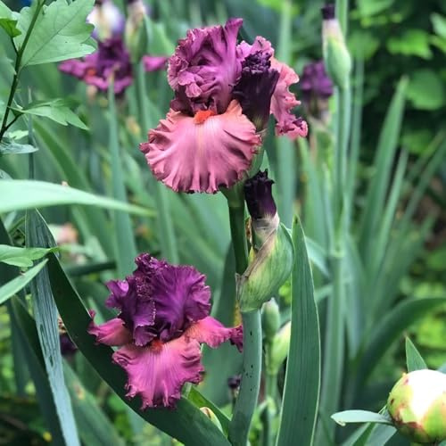 Bulbos de iris, bulbo de balcón bulbos de tempranas de balcón, en crecimiento 20pcs