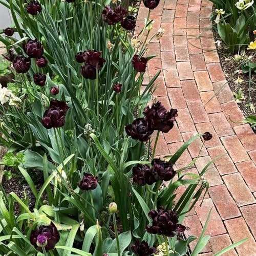 Bulbi di tulipani, Le da giardino sono acquistare bulbi di tulipano, perenni resistenti 6pcs