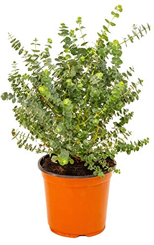 Bonplants Eucalyptus Gunnii, Cespuglio Vero da Giardino, Vaso 19, h 55 cm